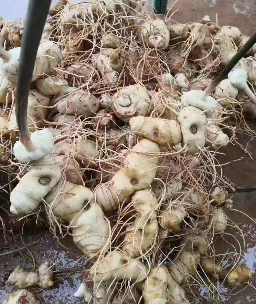 黄精- 云南耕公农业发展有限公司